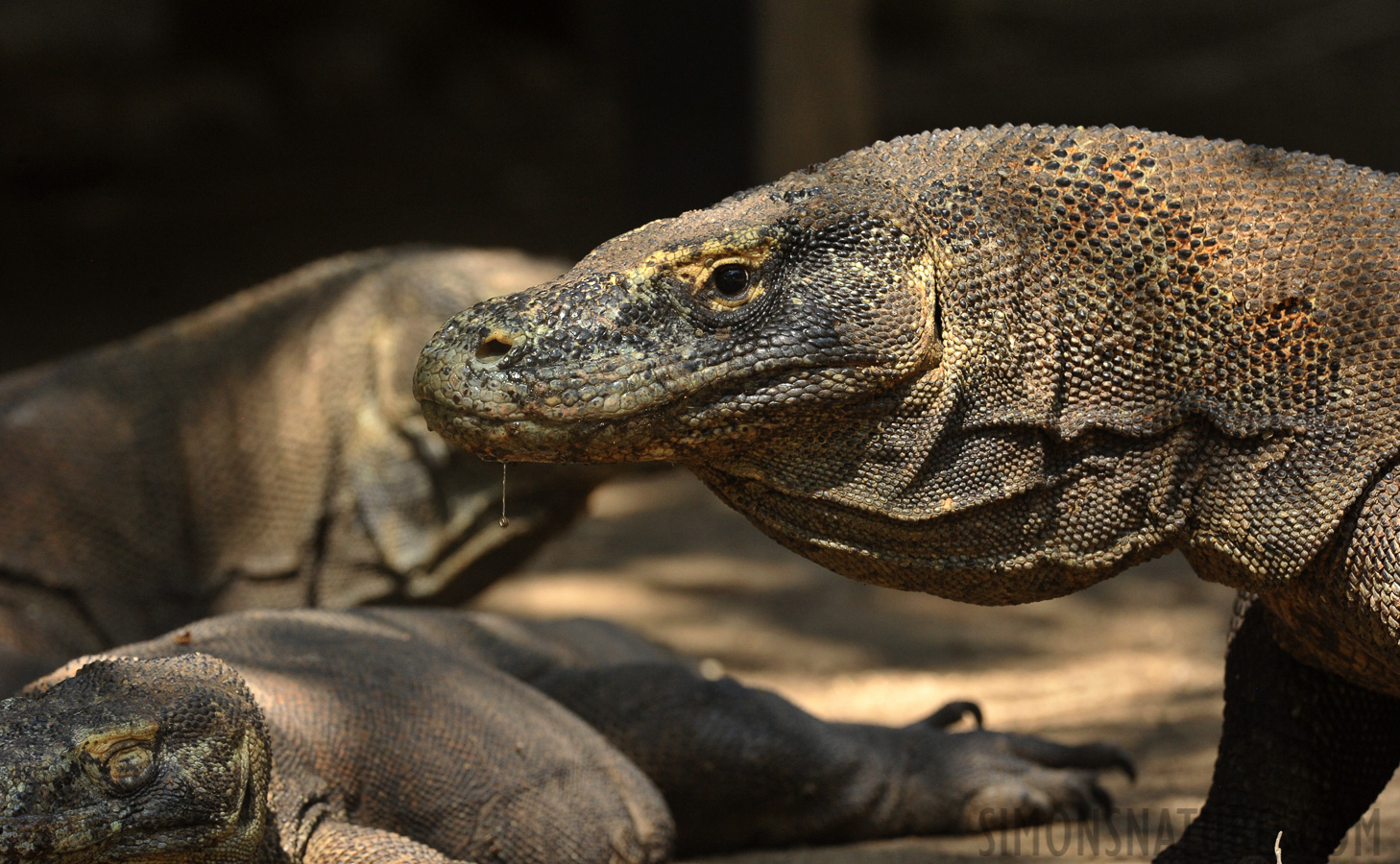 Varanus komodoensis [380 mm, 1/400 Sek. bei f / 9.0, ISO 1600]